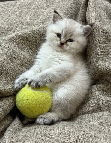 сколько стоит британский котёнок: Британская — 6