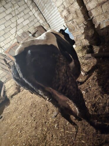 Kənd təsərrüfatı quşları: Etlik super ineydi — 3