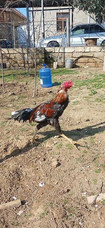 ingilis setteri it cinsi digər adı: Toyuqçuluq üçün xoruz - Növ: Uzunboylu, güclü skeletli, incə bədən — 3