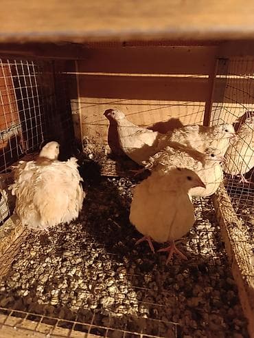 sort keçi: Masallı. Ağ Texas yumurtalıq sort. Salam Aləykum. Yumurtası mövcuddur — 2