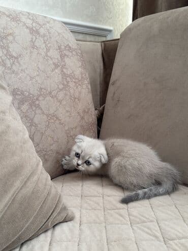 ən bahalı it cinsləri: Şotland yastı qulaq — 5