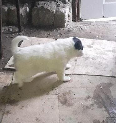 etlik cuce satisi: Qafqaz çoban iti, Dişi — 2