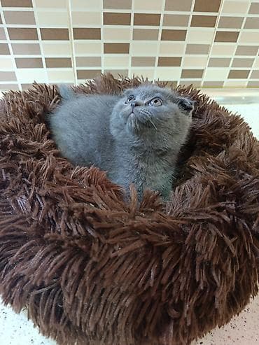 şotland pişik: Şotland — 6