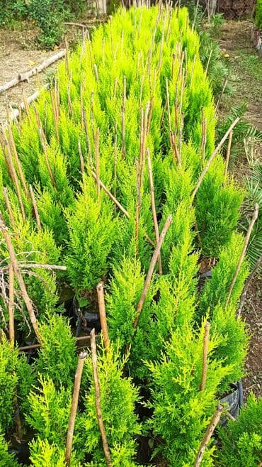 çiyələk şitili: Məhsul: Thuja (qızıl rəngli, sütunvari ardıc) fidanları — 3