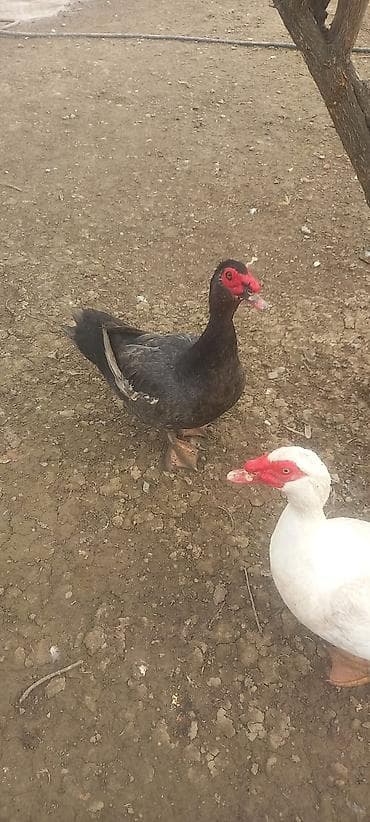 ordək yumurtasi: Təmiz qan 8 aylıq macar erkey qızğın aktiv və həmdə ətlik ağır cəkili — 3