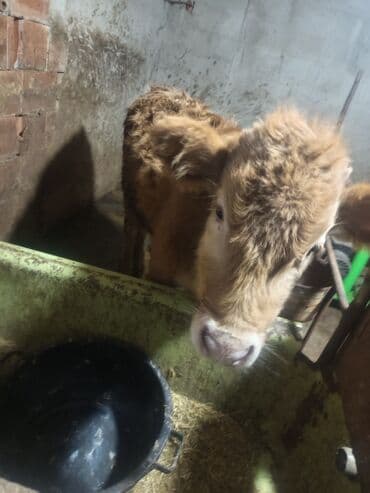 Qazlar: Erkey danalardır bordaga yarayır 3də ərkəydi qiymətdə cüzi endirim — 3