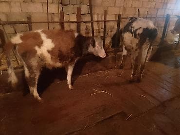 ətlik cucələr: Dana, buzov, Dişi, Simental, ay: 4, 50 kq, Ətlik, Ünvandan götürmə — 4
