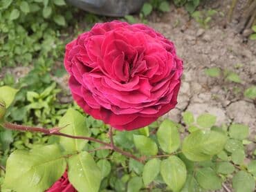 oğlan şəkili: Məhsul: Gül kolları (qızılgül) Təsvir: - Şəkillərdə müxtəlif rəng və — 3