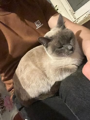 siam pişiyi qiyməti: Siam, Dişi — 3