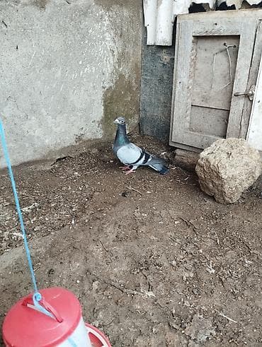 qu qusu: Drakon erkey tam sağlam — 2