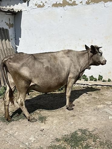 tap.az quba heyvanlar: 1aydi doğub,balası dişidi,daha etrfli melumat ucun zeng edin — 3