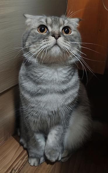 Птицы: Шотладская вислоухая — 2