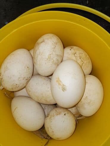 qaz yumurtaları: Mayalı qaz yumurtası 15 ədəddir bugün gətirmişəm rayonnan real — 1