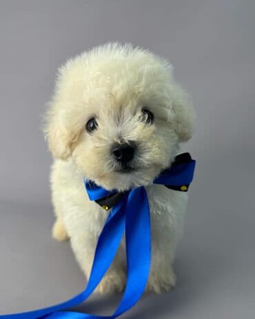 ən gözəl it adları: Bişon Frize — 1