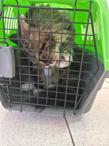 Pişik üçün sərt plastik daşıyıcı konteyner - Material: möhkəm sərt