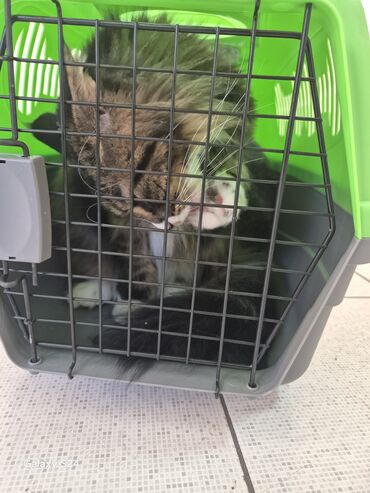 pişik əşyaları: Pişik üçün sərt plastik daşıyıcı konteyner - Material: möhkəm sərt — 1