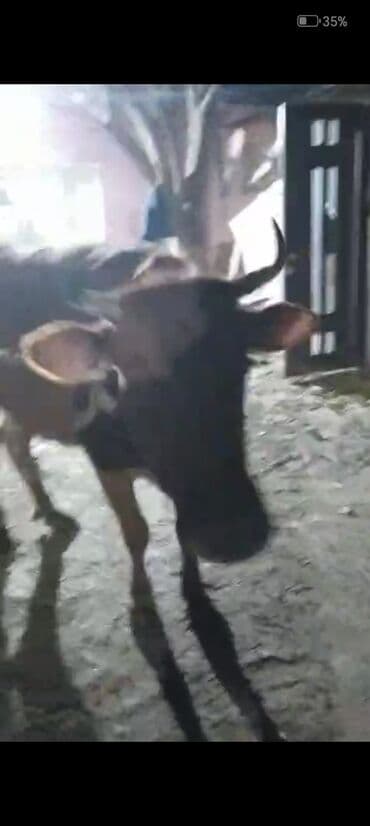 Коровы, быки: Самка, лет: 2, Для мяса — 2