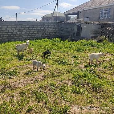 sani keci: - Ana bala keçi dort balasi var üçü erkey biri disididi cins heyvandi — 7