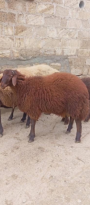 cins xoruzlar: Salam ünvan Bakıin maştağa kendi 11 ayliqdi satıram qoyun surmeyi — 2