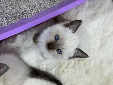 Siam lalafo.az -da Siam