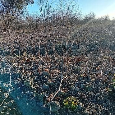 konbi satisi: 1 illik, sağlam və güclü kök sisteminə malik üzüm tingləri satılır — 4