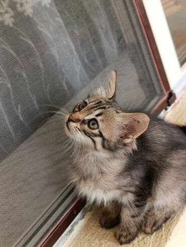 где можно купить котенка: Tabbi, Yaxşı əllərə — 5