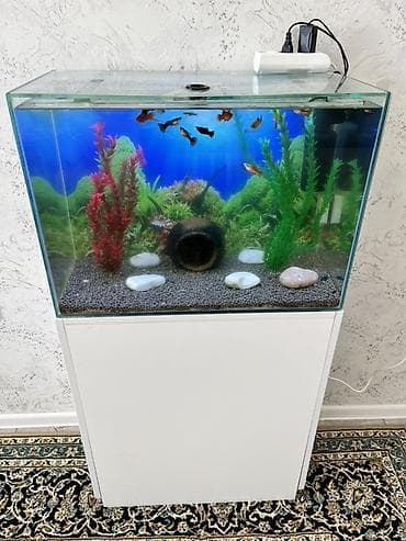 akvarium xırda balığı: Akvaryum komplekti – şkaflı ile bir yerde ve içinde çox sayda balıqlar — 1