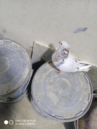 şahin quşunun qiyməti: Maştağadadir. Növ — 5