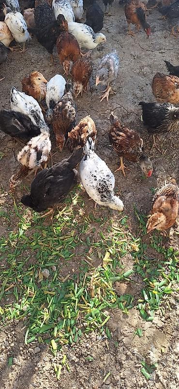 cuca: Toyuq cücələri, Damazlıq, Ödənişli çatdırılma — 4