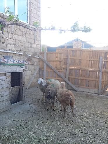 mal yemi: Salam erkey quzudular qurbana yararlıdı — 1