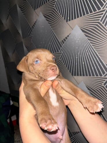 щенок в хорошие руки: 1 месяц — 6