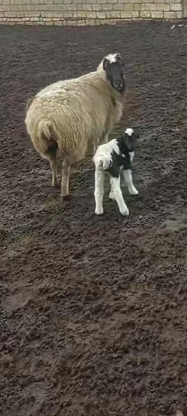 qoç: Balalı qoyun ikinci qarna — 1