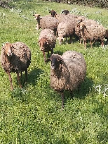 ana ari satışı: 14 dene saglam cavan qoyunlar satilir . 2 si balalıdi. Öz — 2