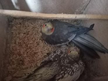 cex qus: Salam hər vaxtınız xeyir hazır cüt korella altında 2 yumurtası ilə — 3