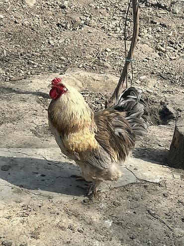 südlük keçi: Bramo Xoruzu satılır. Almaq istəyən şəxslər əlaqə saxlaya bilər — 6