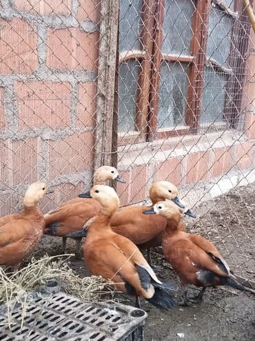 qara avstrolop: Ruddy Shelduck (qızılağ dərisi) ördəkləri – dekorativ və faydalı — 1