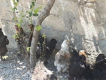 bramo xoruz: Şəkildə gördüyünüz light brahma xoruzlar satılır 45₼ Ondan əlavə 2-3 — 3