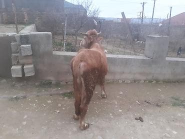 Птицы: Теленок, Самка, месяцев: 1, 100 кг, Для мяса, Самовывоз, Платная доставка — 8