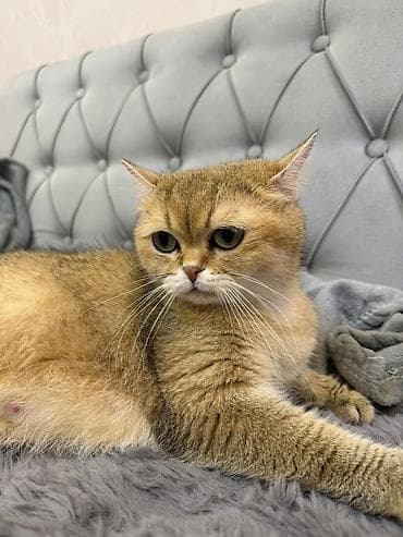 голден шиншилла: Золотая шиншилла, Самец — 9