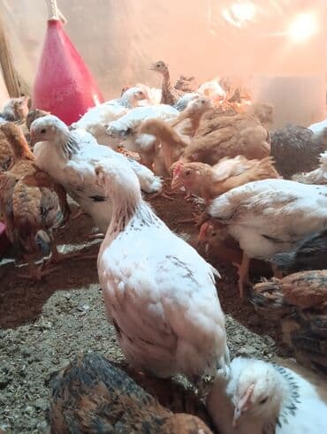 Mal-qara: Toyuq cücələri, Ətlik — 3