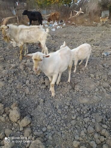 Gəmiricilər: Saanen tekesi — 3