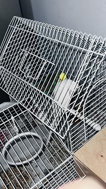 korella quşu: Erkəy və Dişi papuqaylar
qəfəs+yuva üstündə — 2