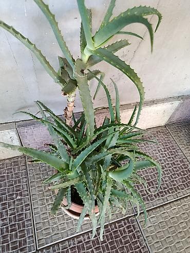 şpon nedir: Aloe vera (sukkulent) – iri və məhsuldar ana koldan çoxlu pöhrə verən — 2