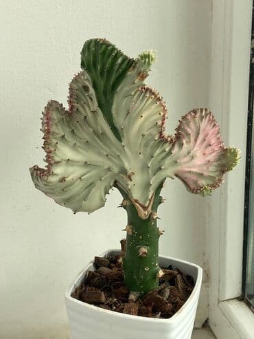 advent calendar qiymeti: Kaktuslar fərqli qiymətlərlə — 2