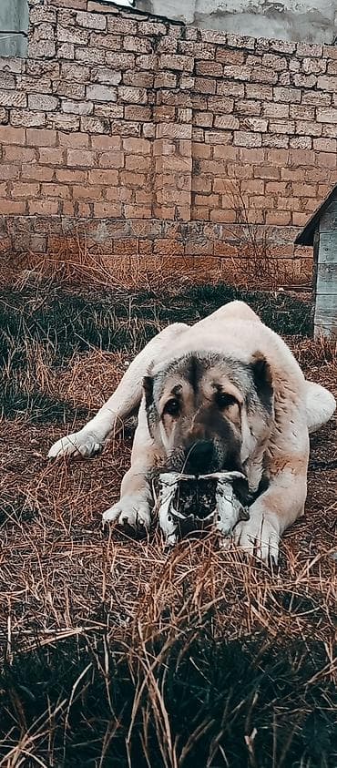 kangal iti satisi: Kanqal, 2 il — 9