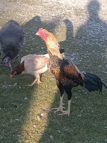 cins buzovların satışı: Heyratı 2 yaşı var — 3