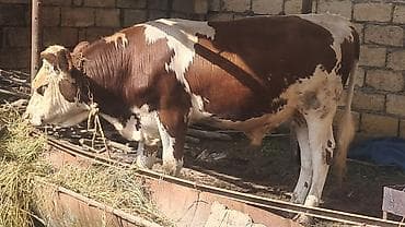 südlü inək: 1 il 2 aylıq təmiz qan smental erkək dana satılır diri çəkisi 450kq — 1