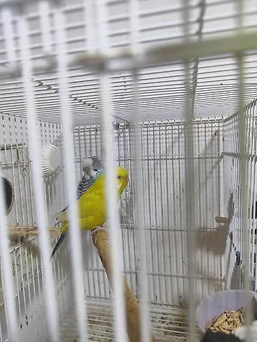 karella tutuquşu: Iki cüt bala verməyə hazır cüt. bir cütü 30manata. Savxoz Ramanada — 9