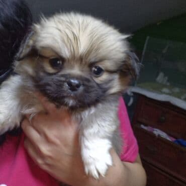 it xaltalari satisi: Pekines erkey sip siyinnn — 1