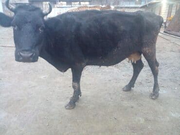 cücə satışı: Satılır — 2